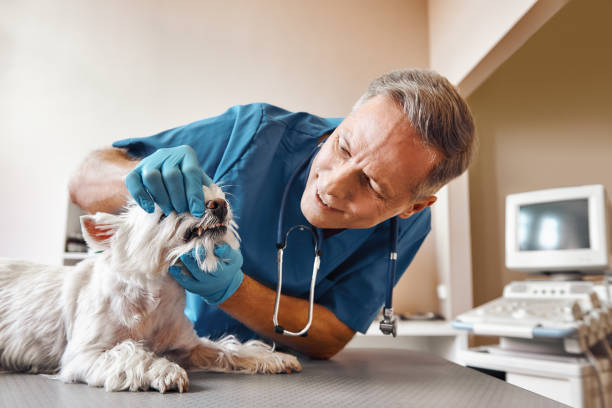  Lakeview, MI Emergency Dentist Pros